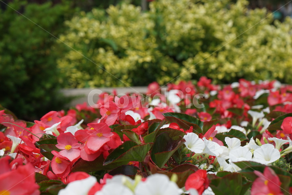 꽃들,빨간꽃,예쁜꽃,flower,redflower,yellowflower,노란꽃,식물,꽃,nature