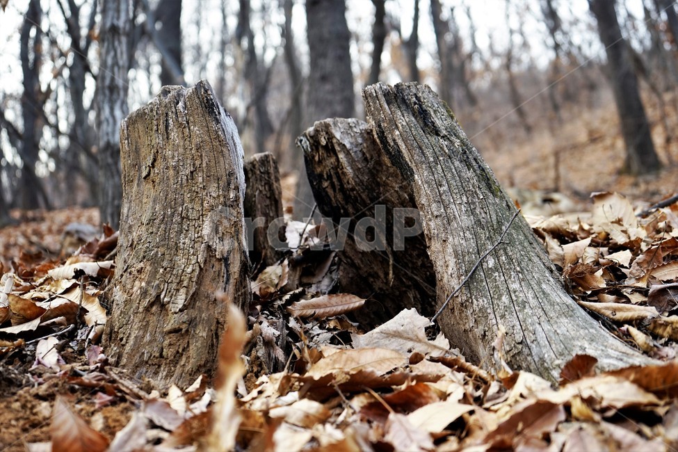 겨울산행,계절,잎,마른잎,낙엽,고목,나무등걸,벌목,그루터기,tree,wood,treestump,고목나무,나뭇등걸,밑동,나무,trees,wood