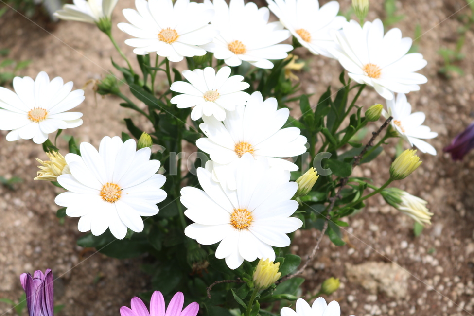 하얀꽃,꽃밭,자연,민들레,맑음,깨끗