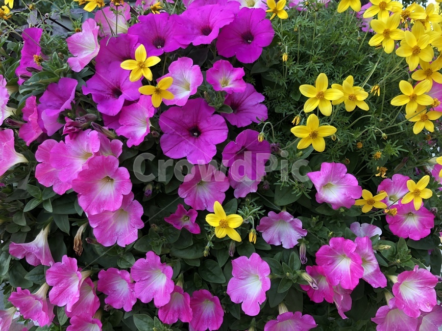 blossom,flower,plant,식물,꽃,자연
