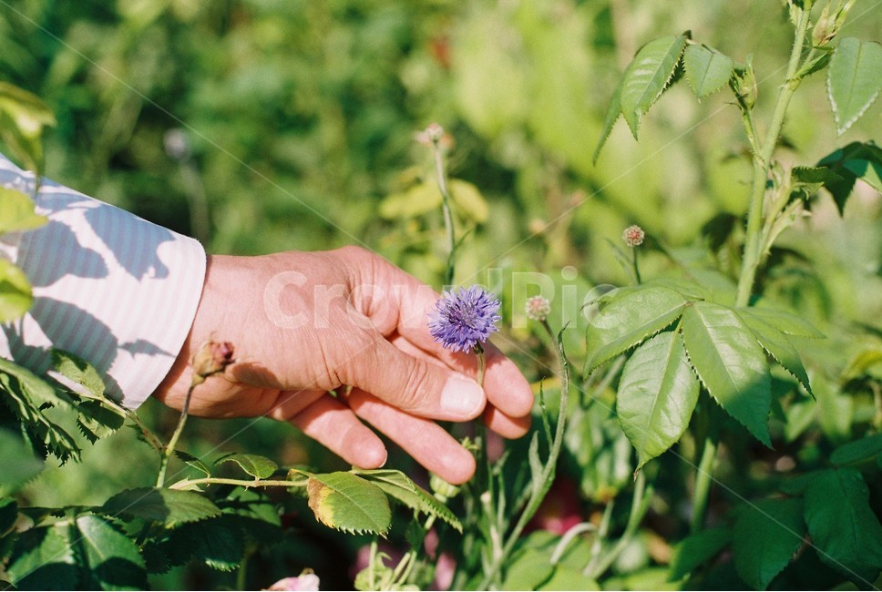 손,꽃,사랑,공원,인물,식물,자연,plants,nature,꽃,flower,사람,인물,인간,human,person,신체일부,몸,body