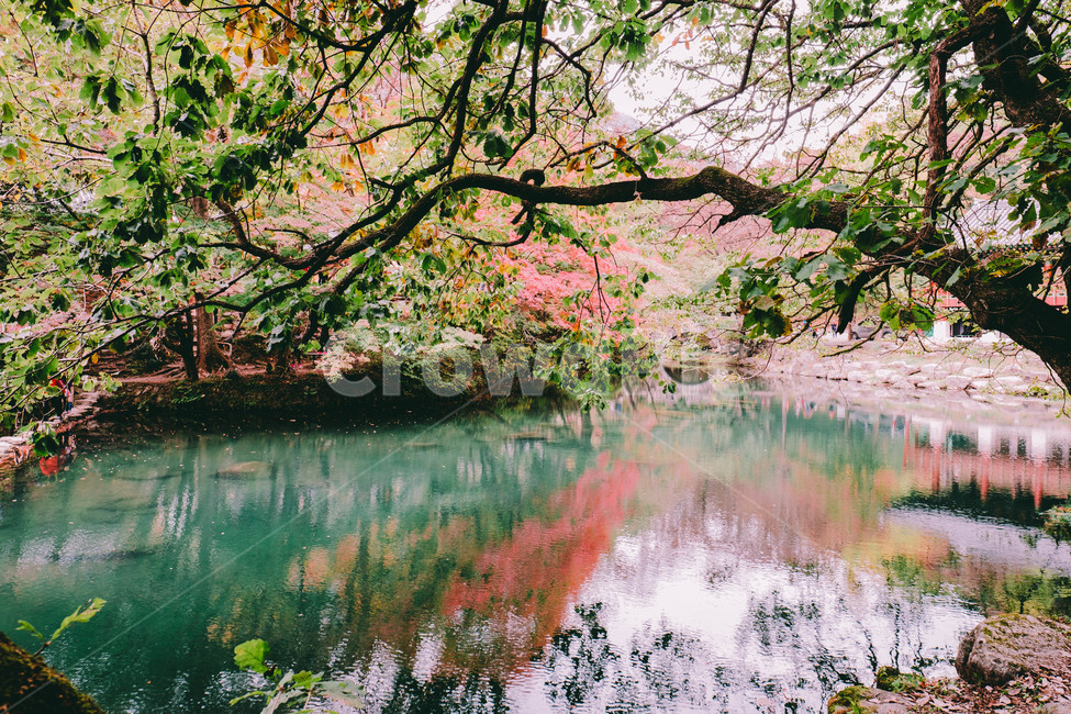 풍경,배경,가을,단풍,등산,전라도,내장산,background,scenery,autumn,maple,mountain,계절,fal,lseason,자연,nature,landscape,한국자연풍경,한국자연경관,koreanaturelandscape,한국전통,한국문화,koreantraditional,koreanculture,사람들,대중,군중,other,people,crowd,물들다,반영,백암사,오색,명소,배경화면,가을,계절,fall,autumn,season,자연,풍경,nature,landscape,한국자연풍경,한국자연경관,korea nature landscape,감성,sensible,feeling,plant,식물