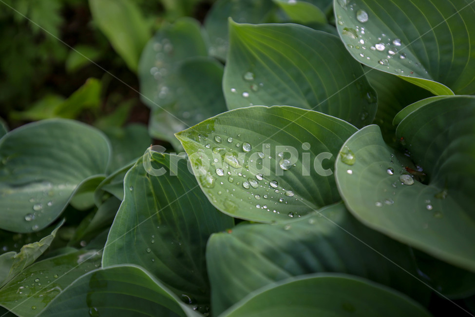 일상,풍경,자연,스냅,물방울,canon,nature,water,비,봄,날씨,감성,Emotional,waterdrop,비오는날,빗방울,식물,자연,plants,nature