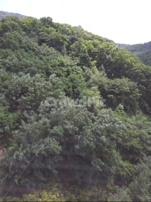 친환경,자연,산,숲,나무,공기,밝은공기