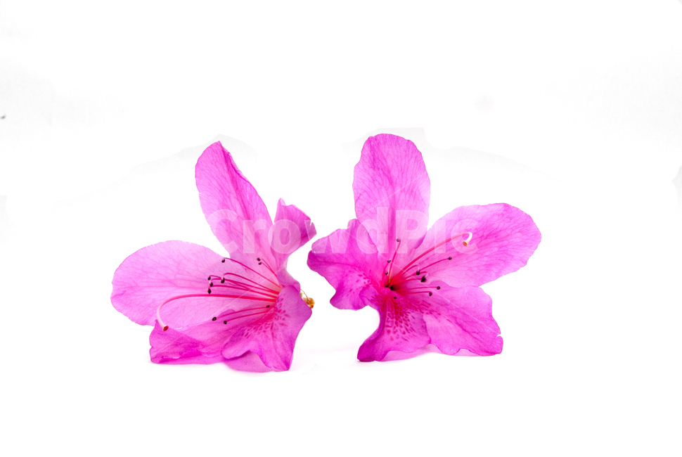 산철쭉,철쭉,누끼,배경,봄,꽃,생화,식물,조경,핑크,분홍,spring,season,flowe,자연,향기,아름다운,화사한,봄꽃,꽃잎,스튜디오,봄,계절,spring,season,식물,자연,plants,nature,꽃,flower,누끼,remove background,geranium,제라늄,plant,blossom,petal