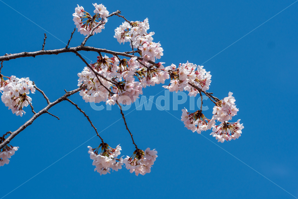 벚꽃,봄꽃,꽃,계절,spring,season,cherrymlossoms,꽃축제,파란하늘,푸른하늘,자연,가로수,벚꽃축제,연분홍색,핑크색,바탕,공원,flower,nature,garden,beautiful,예쁜,봄,나무,수수한