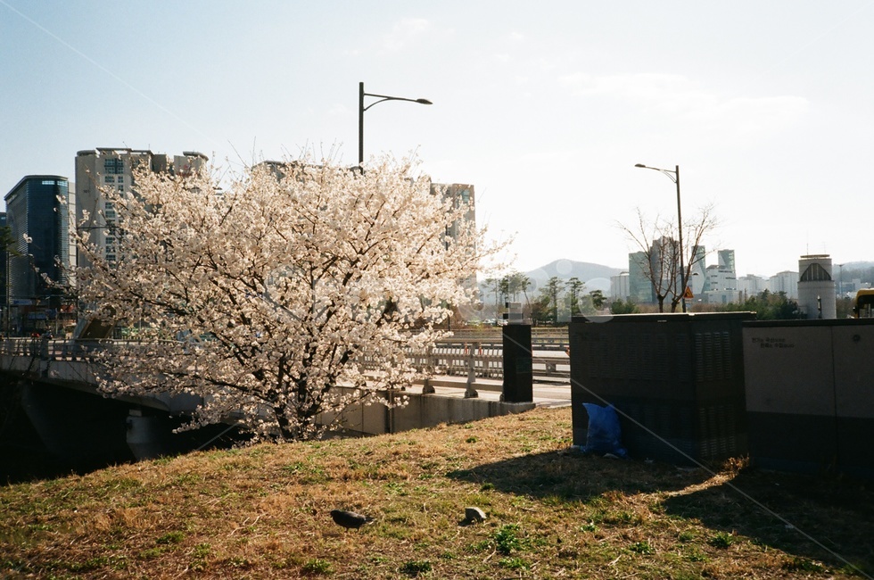 꽃,봄,flower,봄꽃,필름,4월,봄,계절,spring,season,도시,풍경,city,landscape,한국도시풍경,한국도시경관,korea cityscape,plant,식물