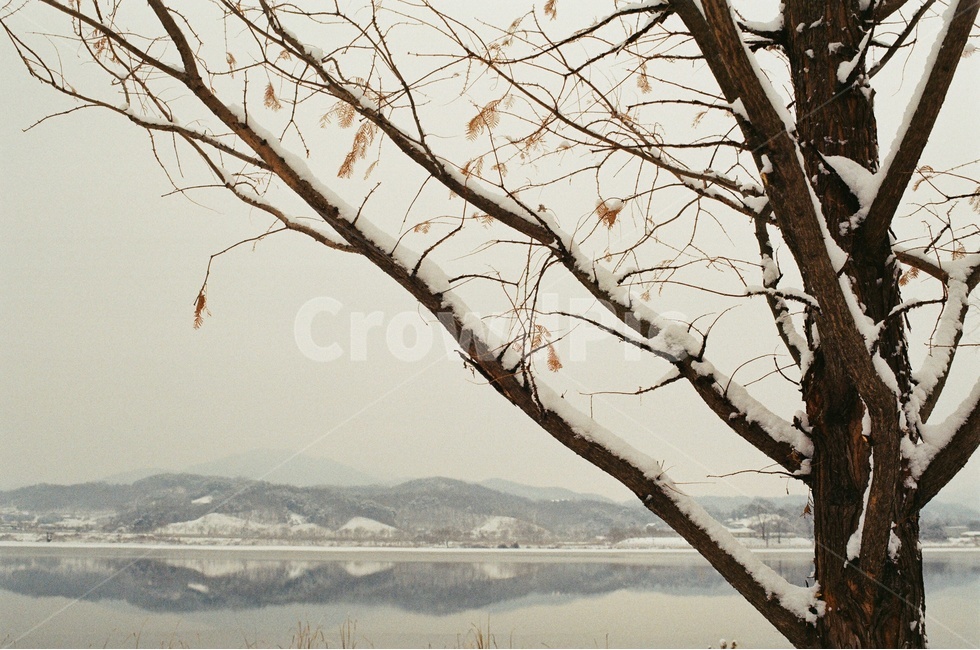 설경,풍경,눈,겨울,나무,강,호수,남양주,물의정원,필름,필름카메라,감성,겨울,계절,winter,season,자연,풍경,nature,landscape,식물,plants,나무,trees,wood,tree,plant,tree trunk,나무 줄기