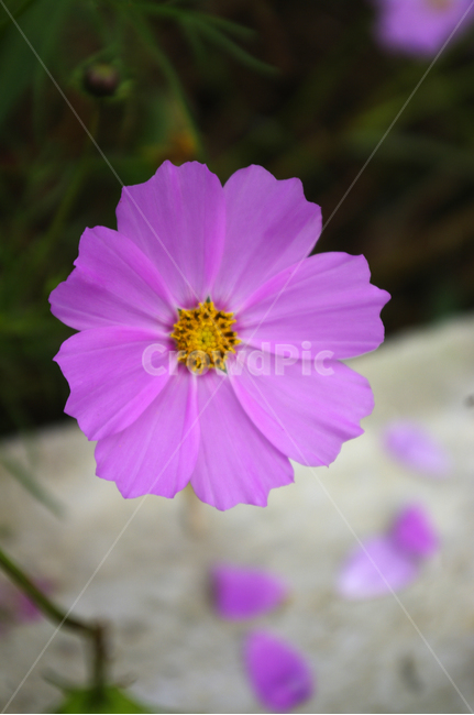 코스모스,꽃,flower,식물,plant,가을,계절,fall,autumn,season,식물,자연,plants,nature,꽃,flower,blossom,geranium,제라늄