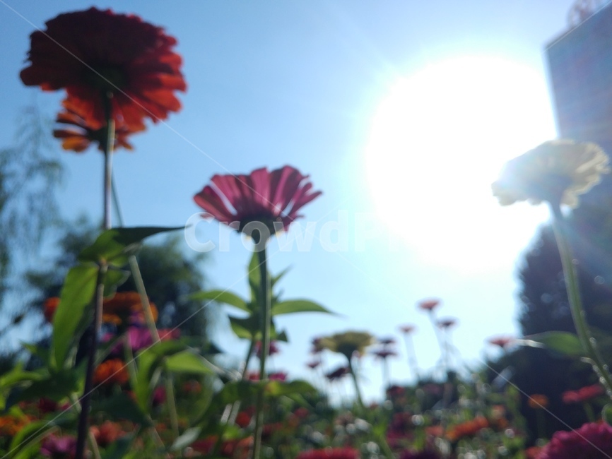 꽃,햇빛,식물,자연,빛