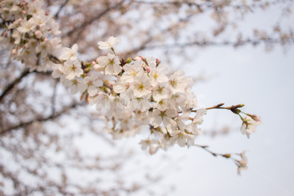 spring,spring flowers,Cherry Blossom,flower