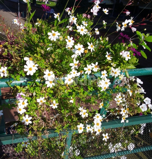들꽃,산책,하얀꽃,하얀색,자연,풍경,이쁜,roadflower,walking,whiteflower,whitecolor,nature,scenery,pretty,식물,자연,plants,nature,꽃,flower