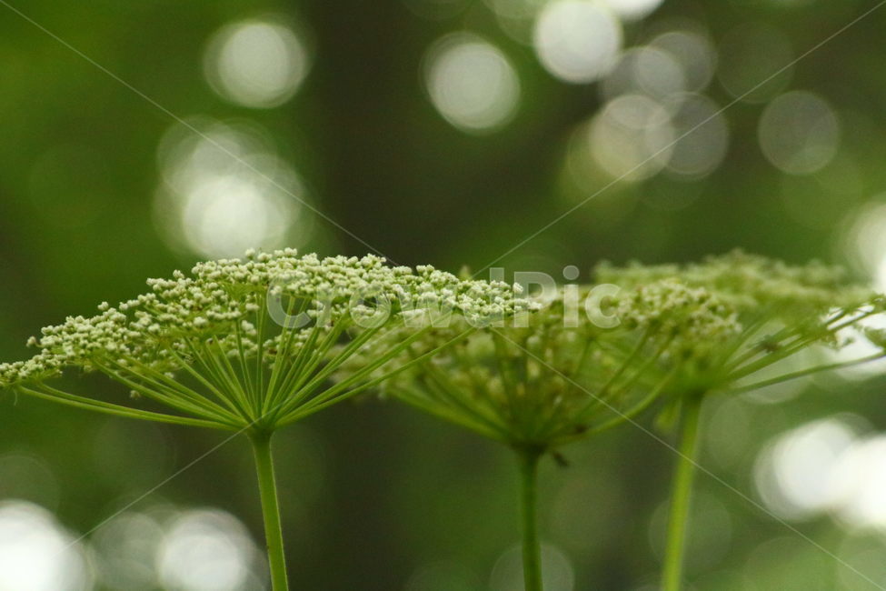 꽃,빛,식물,자연,생태사진,식물,자연,plants,nature,꽃,flower