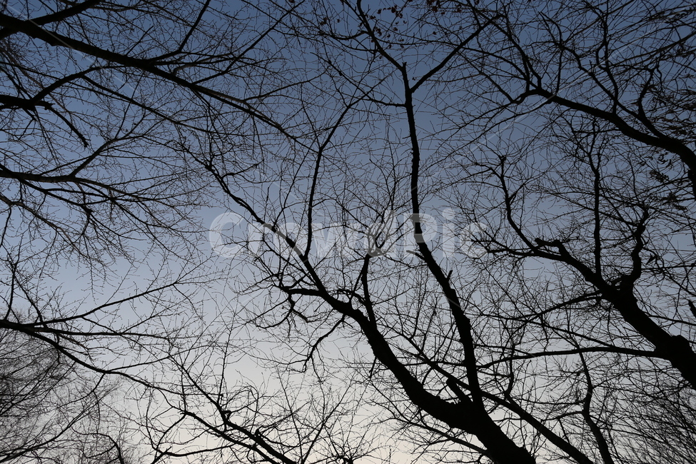 여의도,여의도공원,나무가지,초저녁,어두운느낌,겨울,계절,winter,season,식물,자연,plants,nature,나무,trees,wood