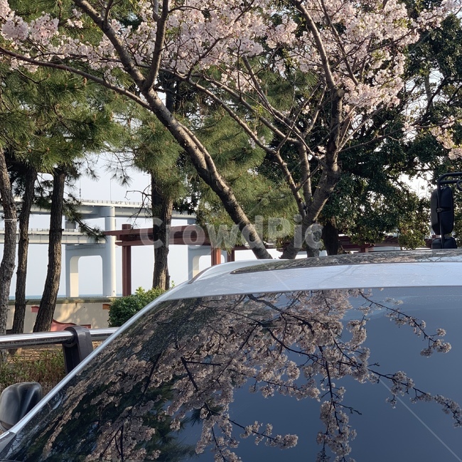 벚꽃,차,봄,차유리,봄날