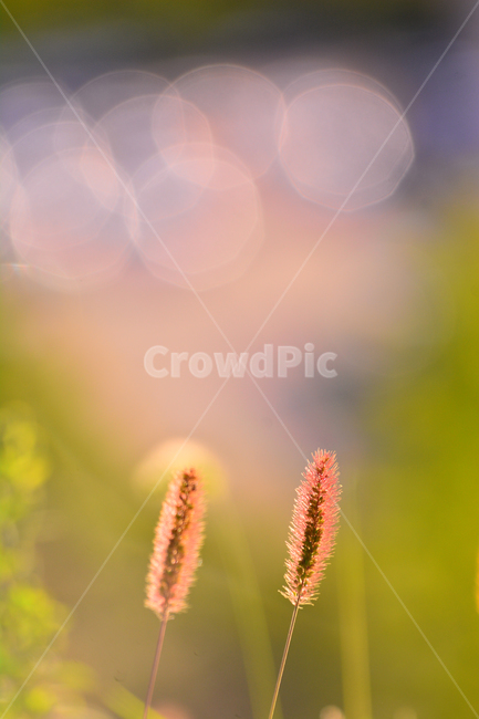 atmosphere,September,sunset light,our flower,At sunset,peeling,fall,native,plants,fall flowers,season,Emotion,bokeh of light,sensible,flowers,foxtail,feeling,outdoor,wildflowers,emotion,background,sunset,bokeh,wild flowers,october,autumn,Cheer up,wild gra