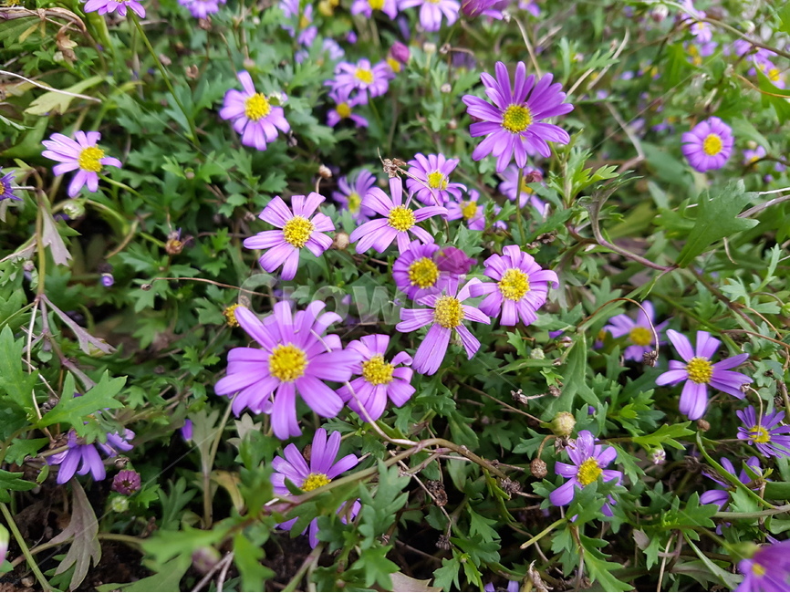 꽃,자연,근접촬영,flower,식물,식물,자연,plants,nature,꽃,flower