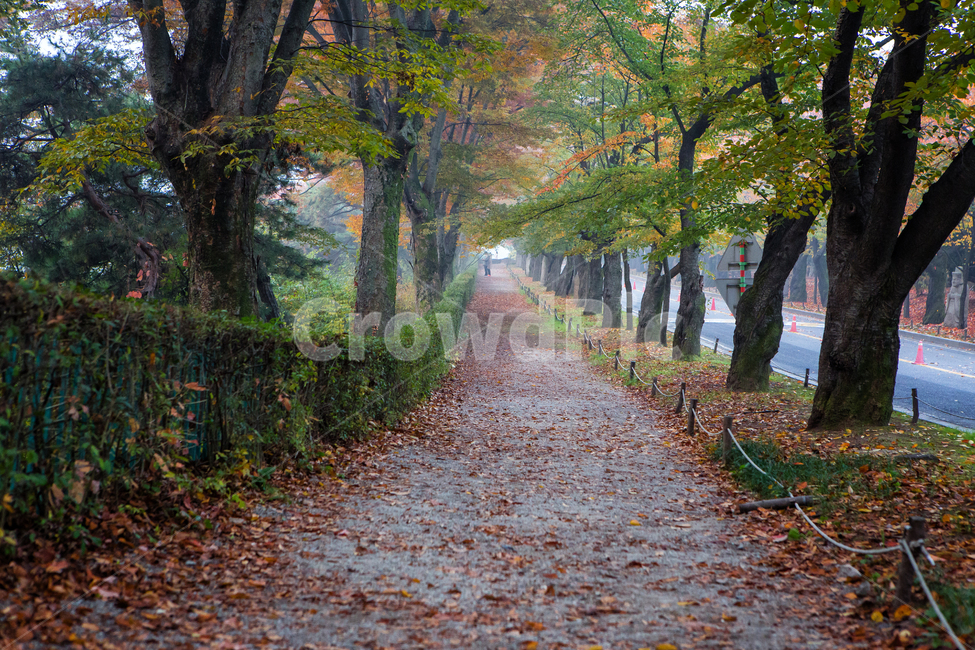 가을길,길,낙엽,단풍,나무,tree,잎,leaf,가을,계절,fall,autumn,season,자연,풍경,nature,landscape,식물,plants,나무,trees,wood,plant,tree trunk,나무 줄기