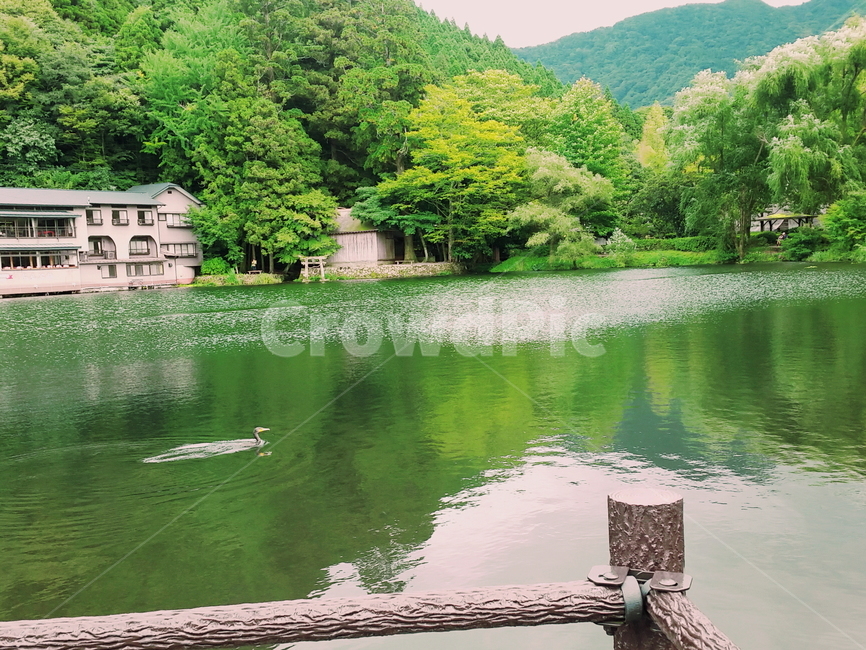 연못,강가,오리,자연풍경,숲속,청둥오리,자연,풍경,nature,landscape,water,물,outdoors,옥외