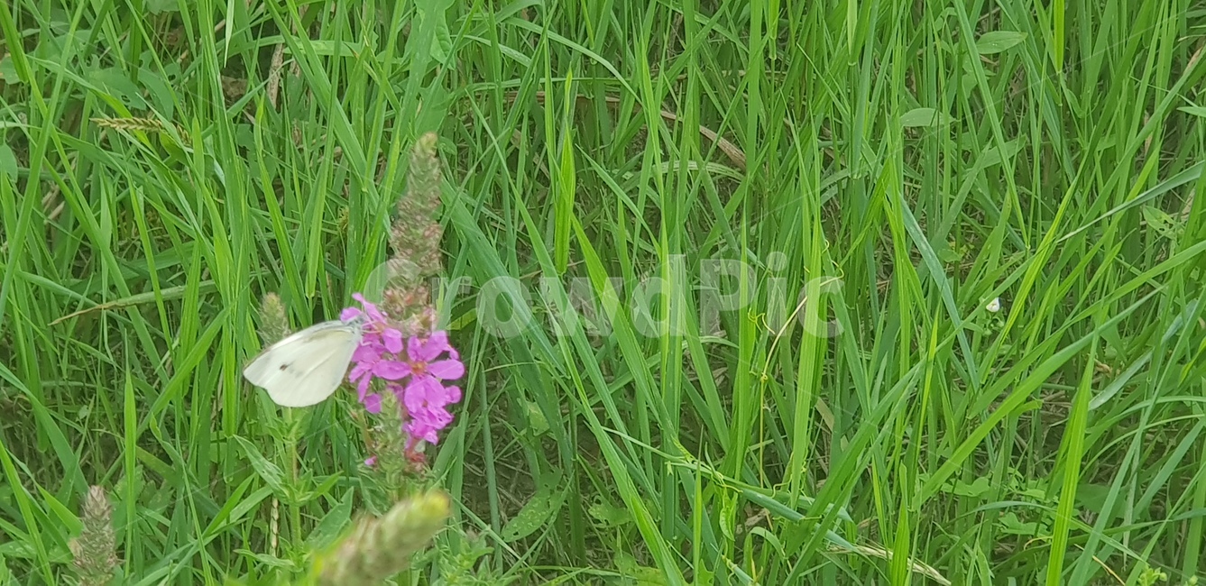 꽃,나비,flower,자연,식물