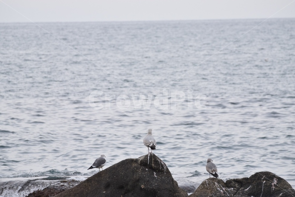 바다,바라보기,새,친구,수평선,자연,동물,animal,조류,새,birds