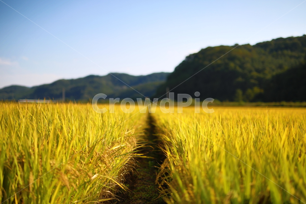 벼,가을,추수,황금들판,밀,농업,농사,agriculture,farming,farming industry