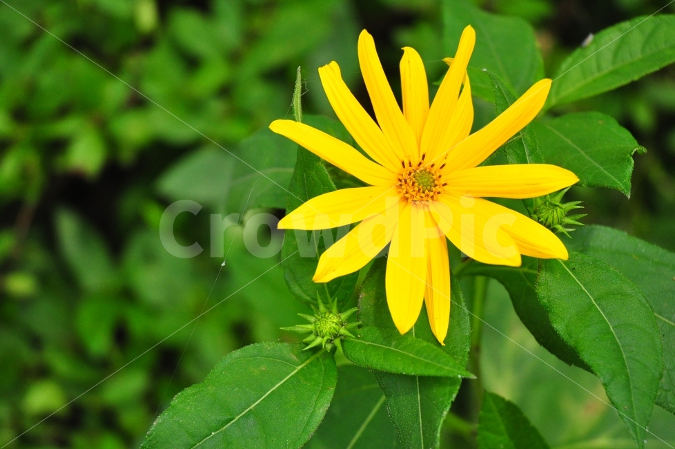 자연,꽃,노란색,잎,노란꽃,nature,flowers,leaves,yellow,color,식물,자연,plants,nature,꽃,flower