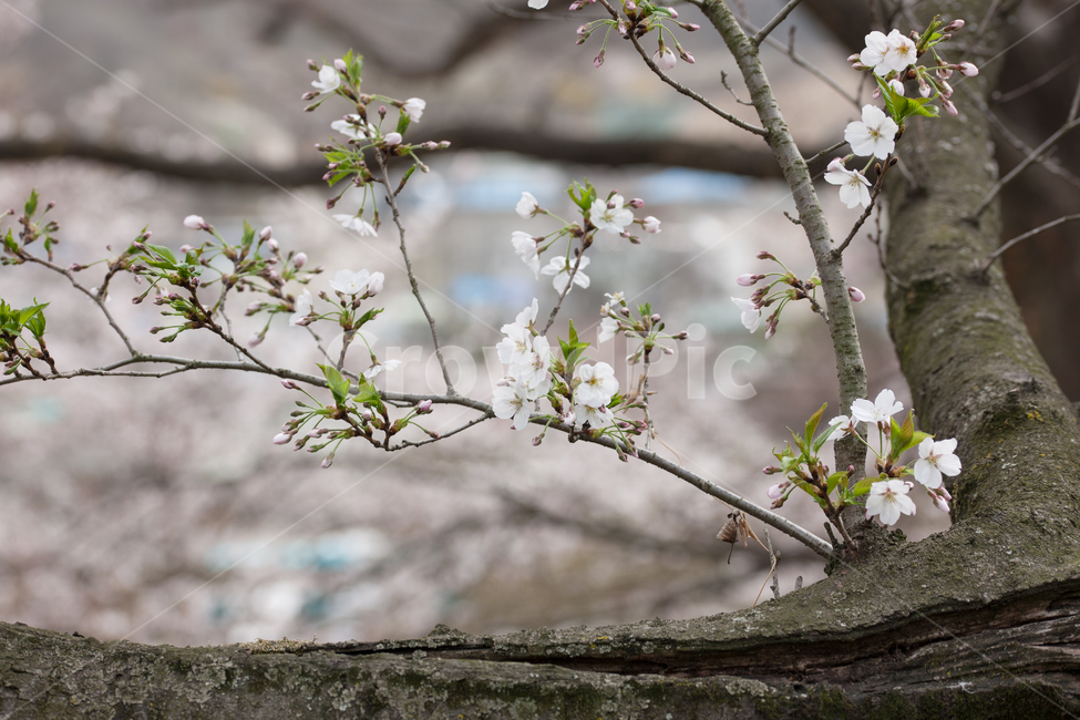 벚꽃,봄,벚나무,꽃,flower,spring,봄,계절,spring,season,식물,자연,plants,nature,꽃,flower,plant