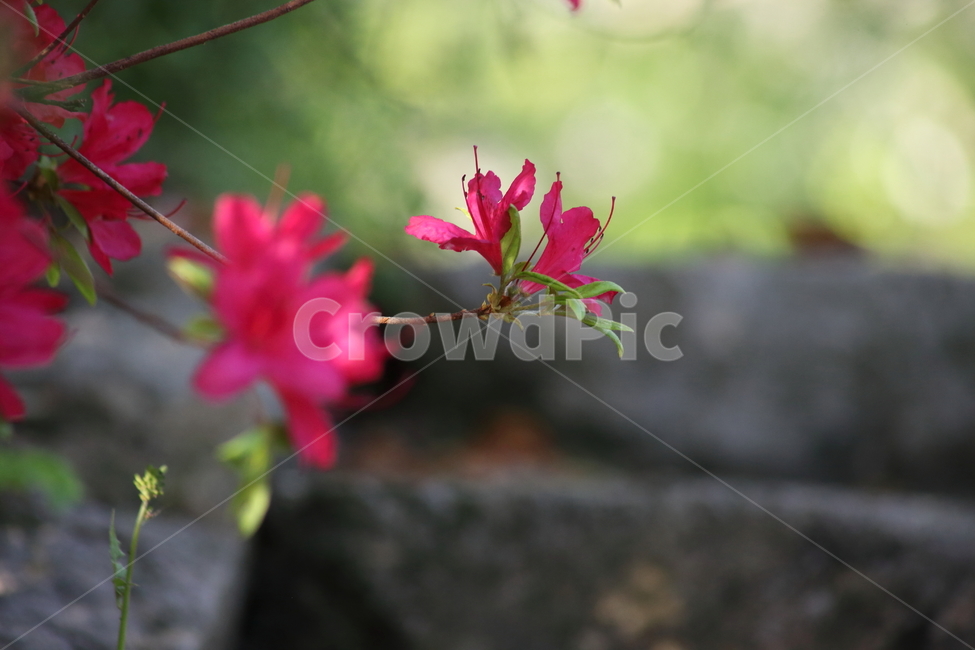철쭉,꽃,봄,smilerosebay,royalazalea,식물,자연,plants,nature,꽃,flower