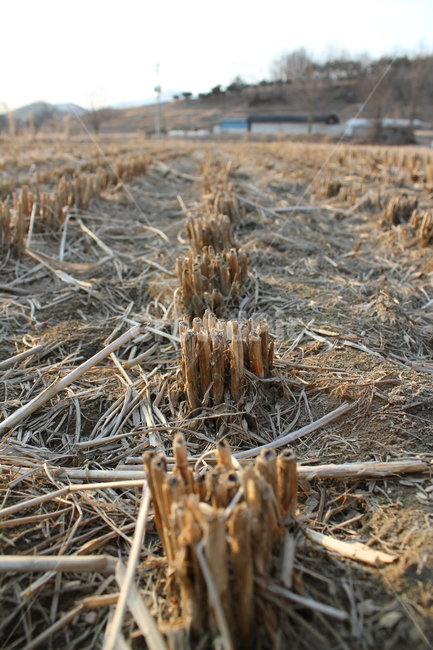 brown,closeup,cut,farm,filed,guizhou,harvest,land,natural,nature,paddy,pattern,plant,plantation,rice,stalk,texture,weed,winter,갈색,브라운,클로즈업,자른,잘린,땅,자연,식물,논,논농사,겨울,논경지,벼베기,시골,농사,풍경,농촌,농경지,산업,industry,industrial,농업,농사,agriculture,farming,farming industry