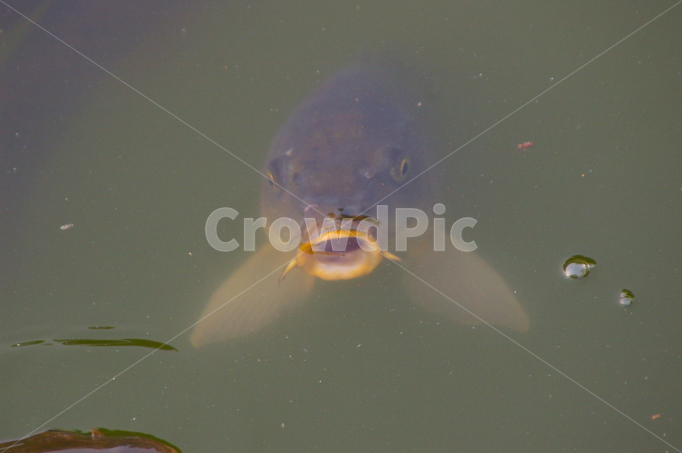 물고기,잉어,동물,fish,carp,animal