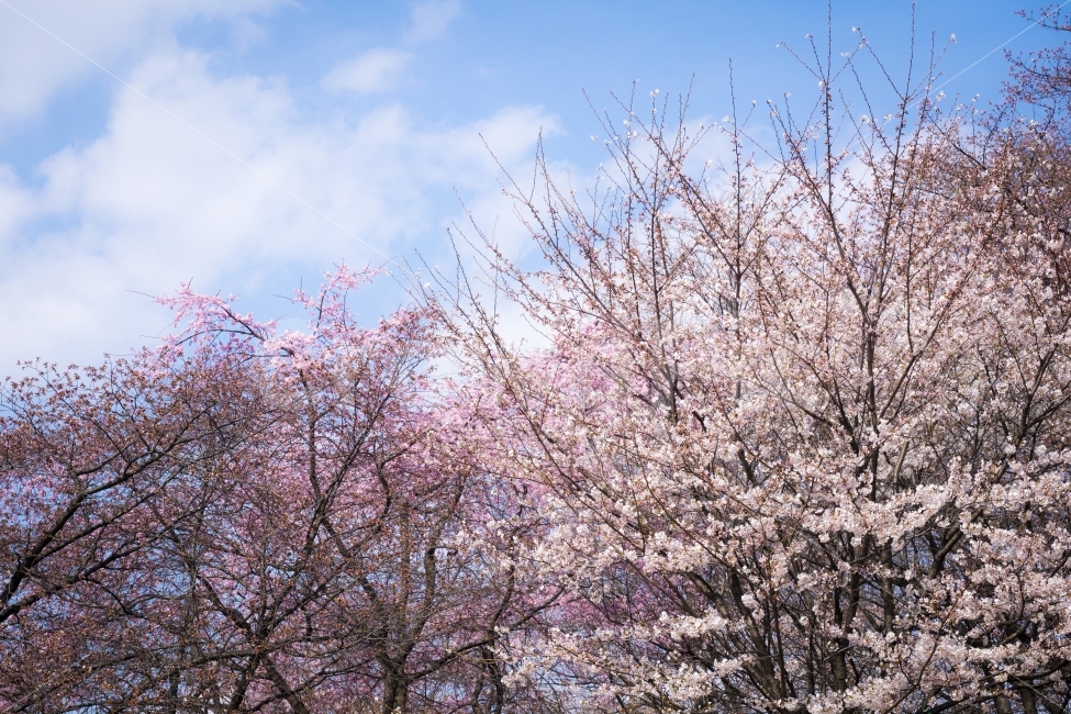 벚꽃,꽃,봄,분홍,하늘,색감,cherryblossom,flower,pink,자연,풍경,nature,landscape,봄,계절,spring,season,plant,식물