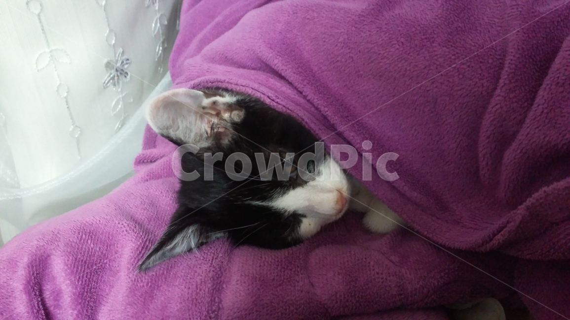미묘,고양이,cat,냥이,귀여움,사랑스러움