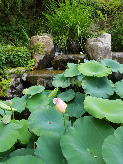 연꽃,자연,언못,정원,꽃,식물,자연,plants,nature