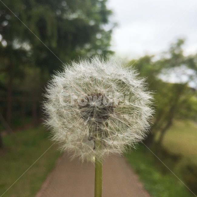 민들레,식물,plant,blossom,flower,식물,자연,plants,nature
