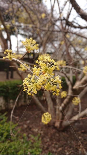 plant,식물,노랑,생강나무,봄,식물,자연,plants,nature,꽃,flower