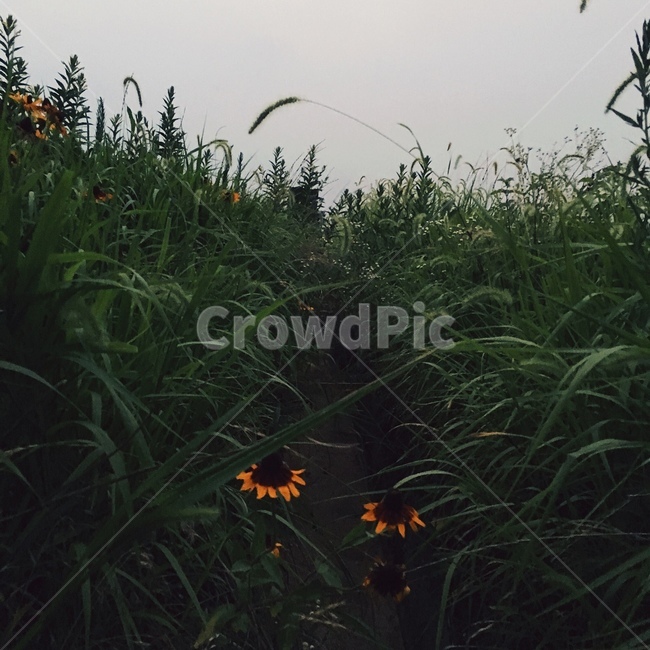 해바라기,plant,식물,leaf,잎,sunflower,식물,자연,plants,nature