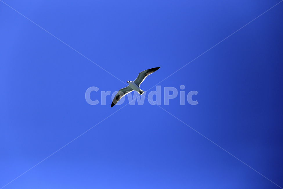 갈매기,바다새,하늘,파랑,새,동물,동물,animal,조류,새,birds