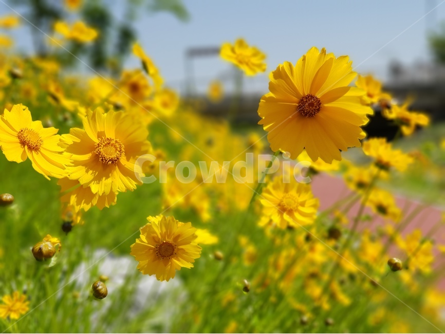 금계국,꽃,노랑,봄,맑음,자연,풍경,5월,봄,계절,spring,season,식물,자연,plants,nature,꽃,flower,plant