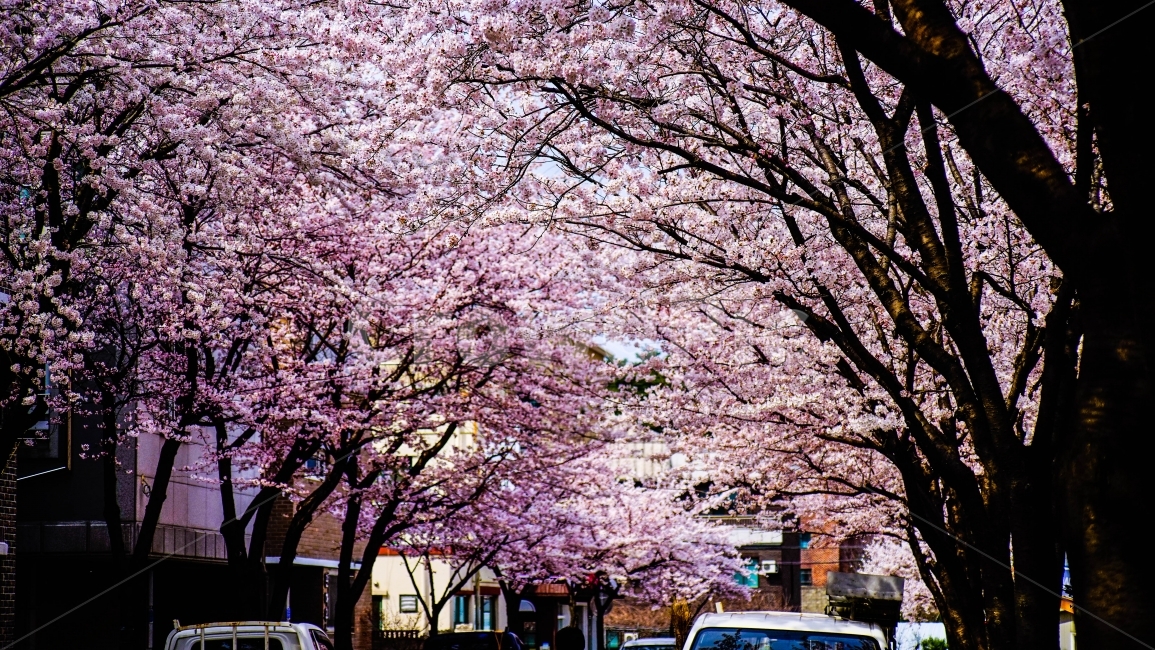 벚꽃,봄,cherryblossom,채리블라썸,감성,감성사진,분홍,pink,벚나무,거리,식물,flower,봄,계절,spring,season,식물,자연,plants,nature,나무,trees,wood,plant,꽃,blossom