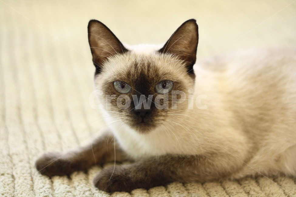 샴고앙이,동물,고양이,집사,애완동물,cat,kitten,ani,animal,동물,animal,포유류,mammal,고양이,cat,kitten,kitty