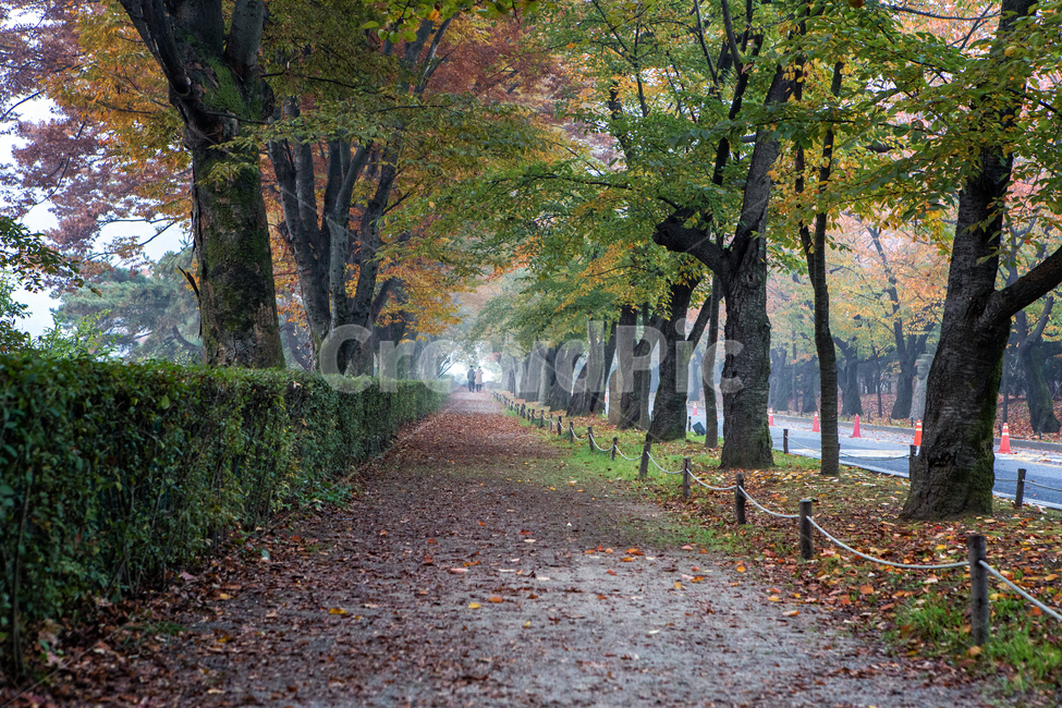 가을길,길,낙엽,단풍,나무,tree,잎,leaf,가을,계절,fall,autumn,season,자연,풍경,nature,landscape,식물,plants,나무,trees,wood,tree trunk,나무 줄기,plant,ground,바닥