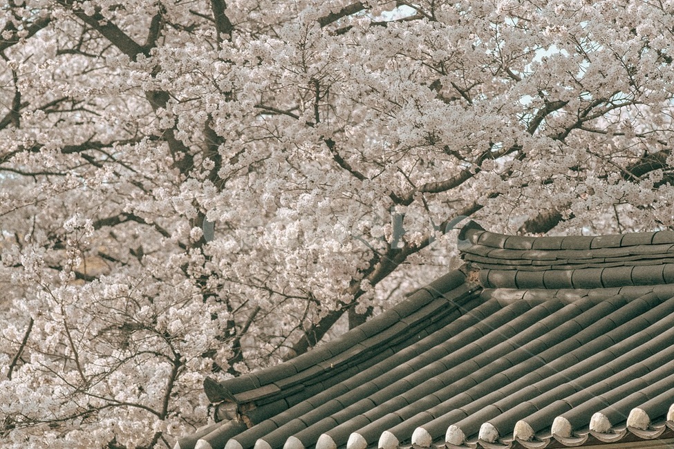 봄,꽃,벚꽃,식물,자연,spring,flower,cherryblossom,plant,nature,봄,계절,spring,season,한국전통,한국문화,korean traditional,korean culture,감성,sensible,feeling,건축물,건물외관,exterior,building,structure,architecture,construction