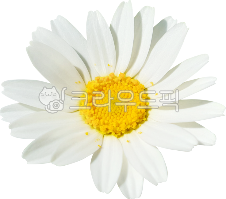 목마가렛,데이지,꽃,꽃잎,국화,캐모마일,marguerite,margueritedaisy,parisdaisy,argyranthemumfrutescens,daisy,flower,petal,chrysanthemum,chamomile,흰색,화이트,white