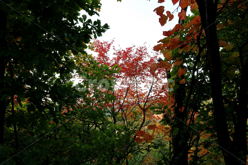 북한산,산책로,등산로,자연,풍경,공원,국립공원,북한산국립공원,단풍,가을,나무,벚나무,벚꽃나무,도토리나무,식물,자연,풍경,nature,landscape