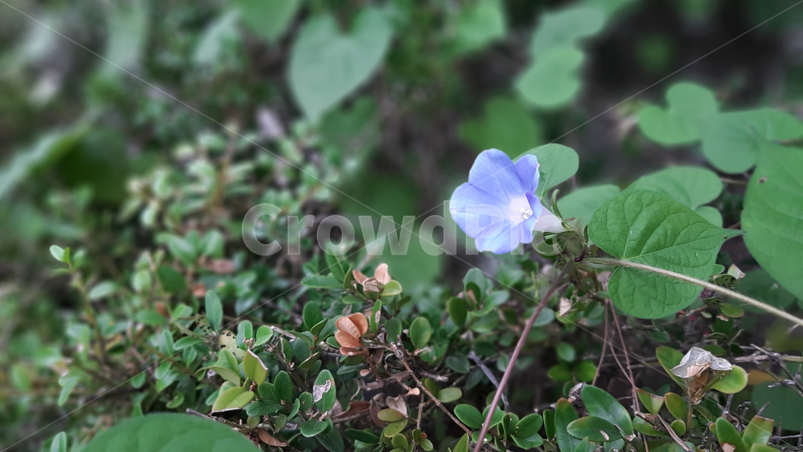 나팔꽃,flower,morningglory,blossom,야생화,꽃,식물,녹색,wildflower,plant,green,식물,자연,plants,nature,꽃,flower