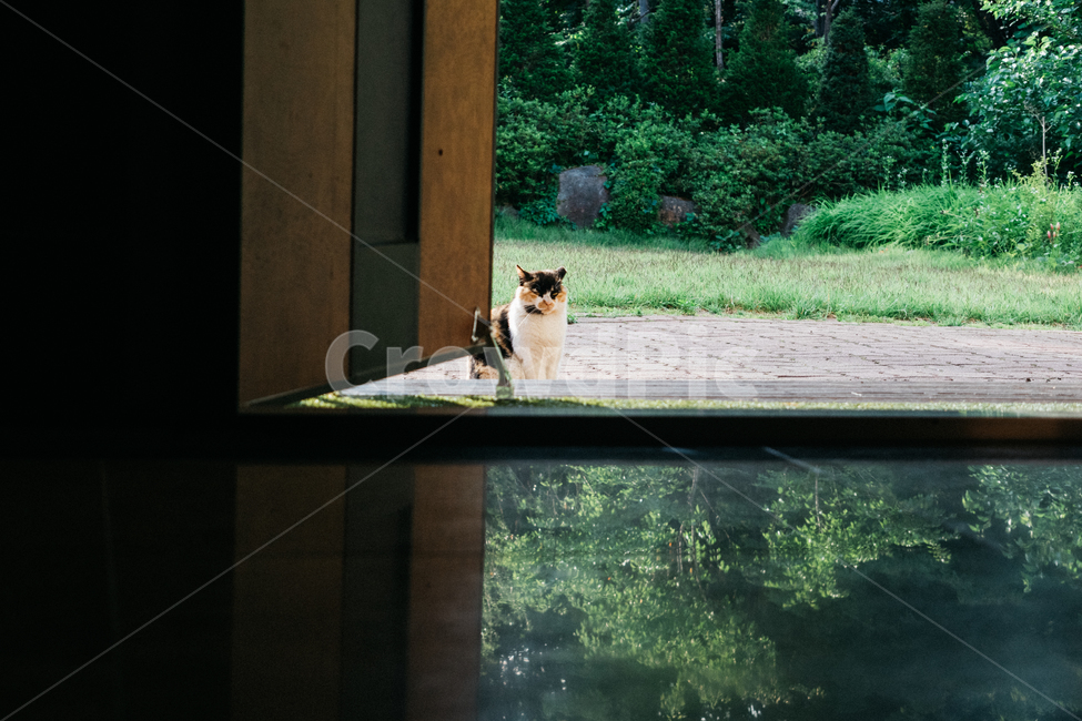고양이,캣,냥냥이,길고양이,삼색이,치즈냥,냥,cat,동물,동물,animal,포유류,mammal,고양이,cat,kitten,kitty