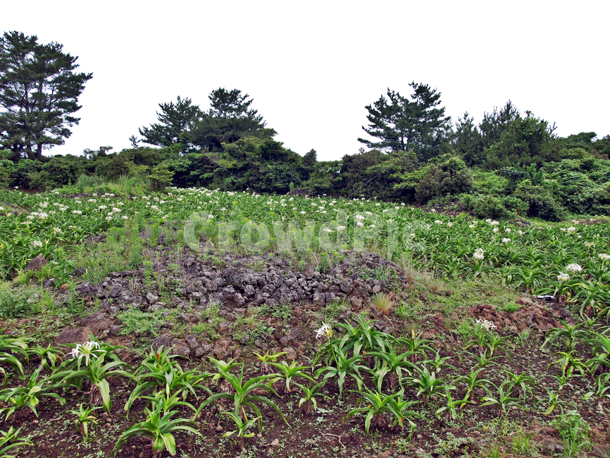문주란꽃,김녕농로,제주,올레19코스,올레길,밭,농작물,자연,풍경,nature,landscape,ground,바닥,plant,식물,tree,나무,jar,항아리,potted plant,화분,pottery,도기류,soil,흙
