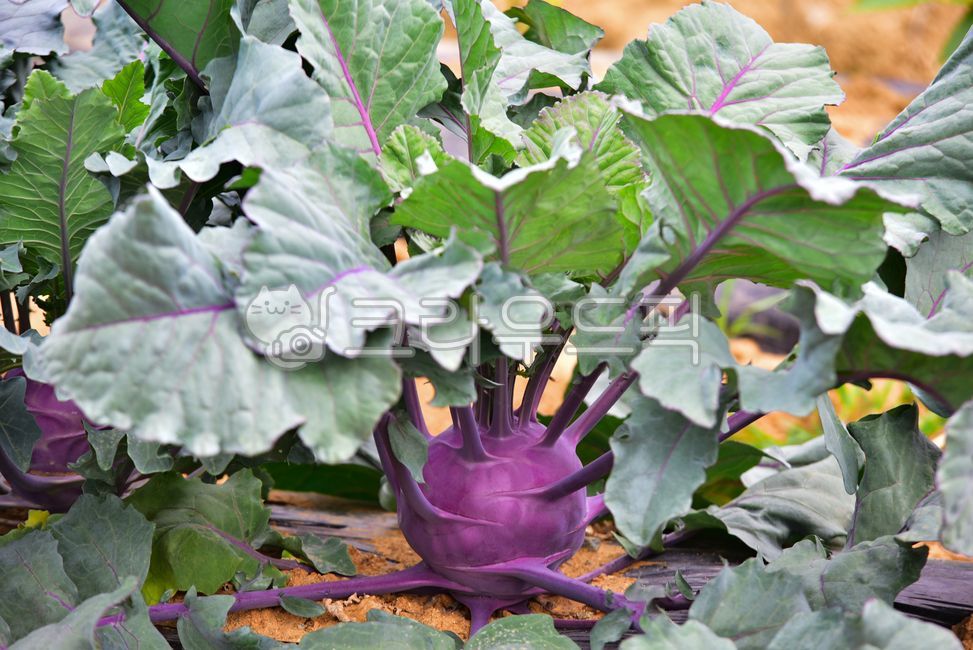 purple kohlrabi,salad,Agricultural products,crops,vegetable,kohlrabi,wellbeing,farming,healthy food,Food Ingredients,ingredients,Dietary Fiber,diet,Corabi leaves,ingredient,field farming,health,food ingredients,leaf,vitamin,food,kohlrabi field,Purple kohl