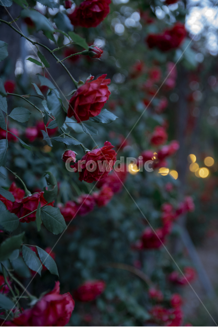 장미,장미꽃,로즈,보케,rose